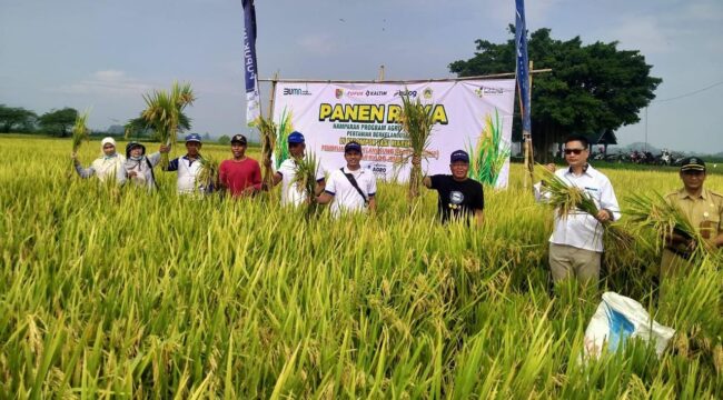 PANEN: Suasana panen raya padi di wilayah Kabupaten Jember. (foto: istimewa)