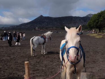 RAMAI: Suasana keramaian pengunjung di area lautan pasir Gunung Bromo. (foto: Hafiz Rozani).
