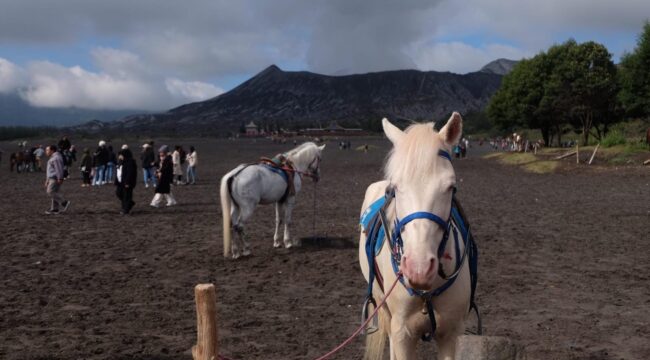 RAMAI: Suasana keramaian pengunjung di area lautan pasir Gunung Bromo. (foto: Hafiz Rozani).
