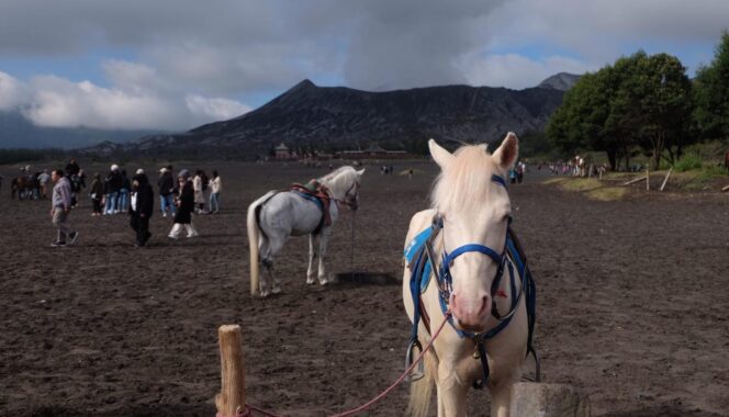 
					RAMAI: Suasana keramaian pengunjung di area lautan pasir Gunung Bromo. (foto: Hafiz Rozani).
