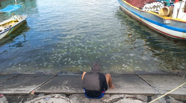 MIGRASI: Koloni ubur-ubur nampak berenang di dekat pemancing kawasan Pelabuhan Mayangan, Kota Probolinggo. (foto: Hafiz Rozani).
