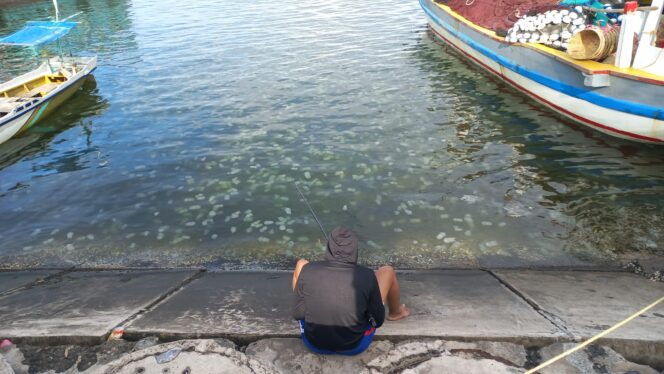 
					MIGRASI: Koloni ubur-ubur nampak berenang di dekat pemancing kawasan Pelabuhan Mayangan, Kota Probolinggo. (foto: Hafiz Rozani).
