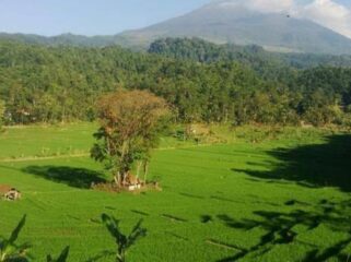 Suasana jalur pendakian ke Gunung Argopuro via wilayah Panti, Jember. (foto: Istimewa)

