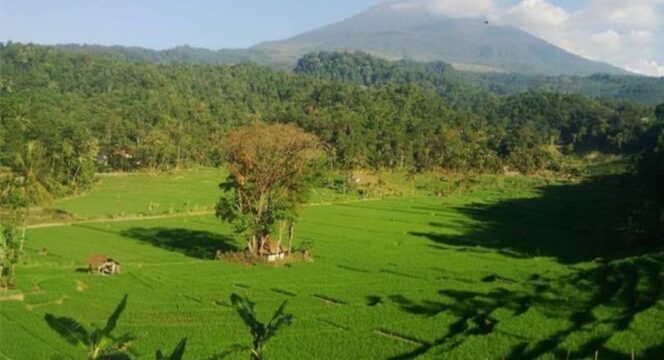 
					Suasana jalur pendakian ke Gunung Argopuro via wilayah Panti, Jember. (foto: Istimewa)
