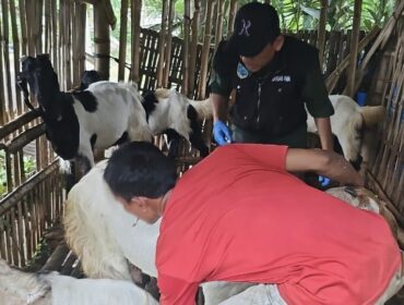 DIPERIKSA: Tim kesehatan hewan Dinas Pertanian (Disperta) Kabupaten Probolinggo saat mengecek kesehatan hewan milik warga beberapa waktu lalu. (foto: Ali Ya'lu).