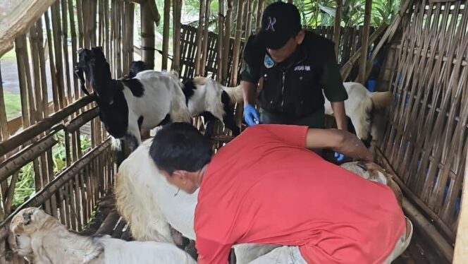 
					DIPERIKSA: Tim kesehatan hewan Dinas Pertanian (Disperta) Kabupaten Probolinggo saat mengecek kesehatan hewan milik warga beberapa waktu lalu. (foto: Ali Ya'lu).