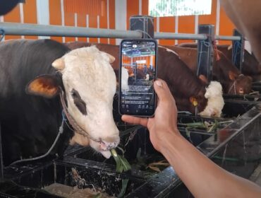 Suasana peternakan sapi di Mandiri Farm di Wonogriyo, Kecamatan Tekung, Kabupaten Lumajang. (Foto: Asmadi).