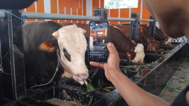 
					Suasana peternakan sapi di Mandiri Farm di Wonogriyo, Kecamatan Tekung, Kabupaten Lumajang. (Foto: Asmadi).