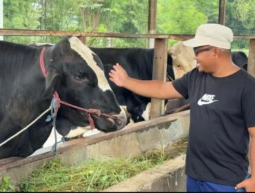 Peternak memeriksa kondisi sapi kurban di Pasuruan