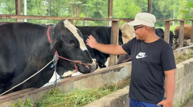 Peternak memeriksa kondisi sapi kurban di Pasuruan