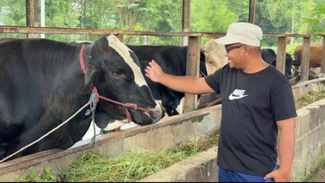 
					Peternak memeriksa kondisi sapi kurban di Pasuruan