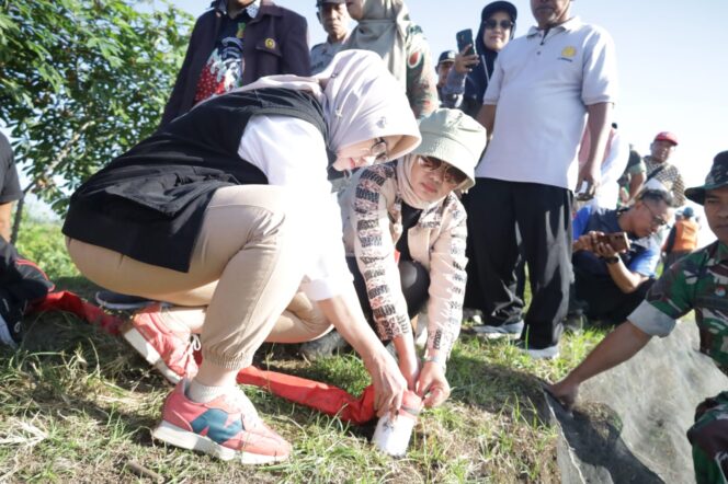 
					Bupati Lumajang, Indah Amperawati menghadiri kegiatan gropyokan tikus. (Foto: Asmadi).