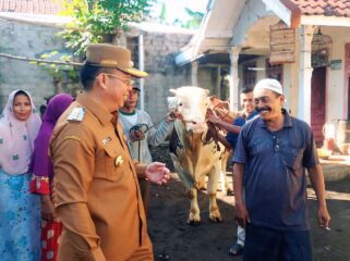 SAPI PRESIDEN: Wali Kota Probolinggo, dr. Aminuddin, mengecek sapi simmental yang dihibahkan Presiden Prabowo Subianto. (foto: Hafiz Rozani).
