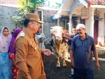 SAPI PRESIDEN: Wali Kota Probolinggo, dr. Aminuddin, mengecek sapi simmental yang dihibahkan Presiden Prabowo Subianto. (foto: Hafiz Rozani).
