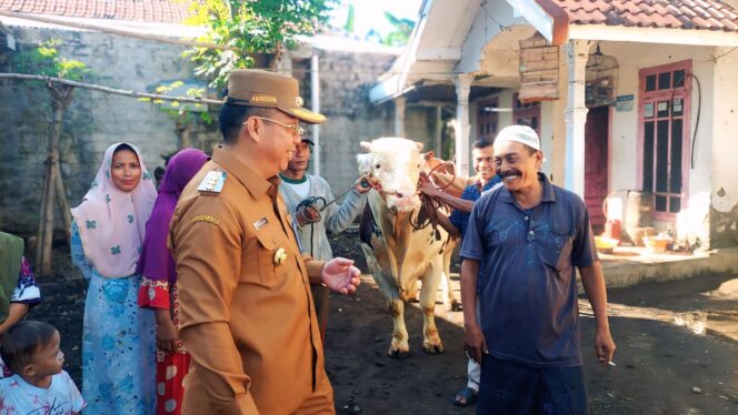 
					SAPI PRESIDEN: Wali Kota Probolinggo, dr. Aminuddin, mengecek sapi simmental yang dihibahkan Presiden Prabowo Subianto. (foto: Hafiz Rozani).
