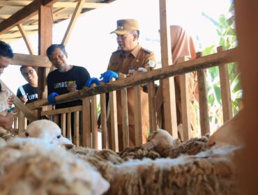SIDAK: Wali Kota Probolinggo, dr. Aminuddin, saat sidak hewan kurban ke Limas Farm. (foto: Hafiz Rozani).