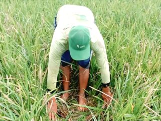 Permasalahan hama tikus yang semakin merajalela di wilayah pertanian Lumajang (Asmadi).