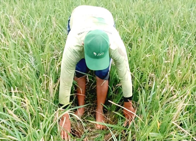 
					Permasalahan hama tikus yang semakin merajalela di wilayah pertanian Lumajang (Asmadi).