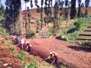 BERTANI: Warga lereng Bromo sedang menggemburkan tanah sebelum ditanami sayuran. (foto: istimewa).