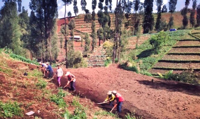 
					BERTANI: Warga lereng Bromo sedang menggemburkan tanah sebelum ditanami sayuran. (foto: istimewa).