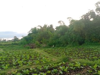 WAS-WAS: Seorang petani di Kabupaten Probolinggo sedang merawat tanaman tembakau di sawah. (foto: Ali Ya'lu).
