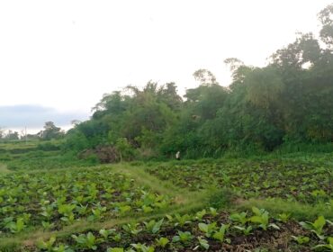WAS-WAS: Seorang petani di Kabupaten Probolinggo sedang merawat tanaman tembakau di sawah. (foto: Ali Ya'lu).

