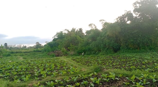 WAS-WAS: Seorang petani di Kabupaten Probolinggo sedang merawat tanaman tembakau di sawah. (foto: Ali Ya'lu).
