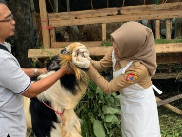 DIPERIKSA: Petugas kesehatan hewan saat memeriksa kondisi kesehatan hewan kurban di lapak penjual musiman. (foto: M. Abd. Rozaq Mubarok).