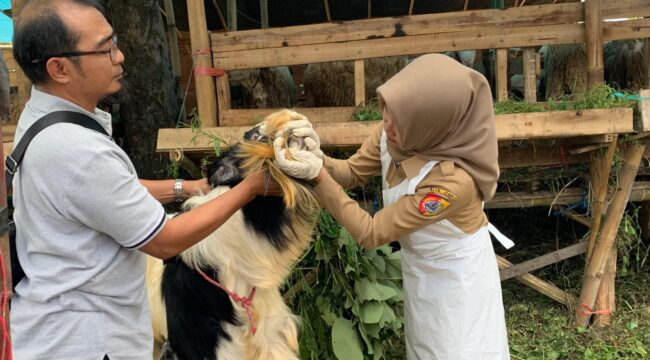 DIPERIKSA: Petugas kesehatan hewan saat memeriksa kondisi kesehatan hewan kurban di lapak penjual musiman. (foto: M. Abd. Rozaq Mubarok).