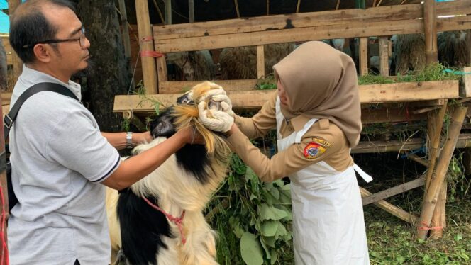 
					DIPERIKSA: Petugas kesehatan hewan saat memeriksa kondisi kesehatan hewan kurban di lapak penjual musiman. (foto: M. Abd. Rozaq Mubarok).