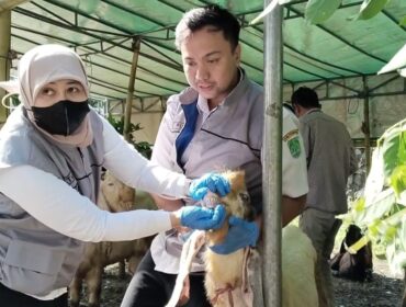 Petugas dari Disnak Keswan Kabupaten Pasuruan  sedang memeriksa hewan kurban. 
