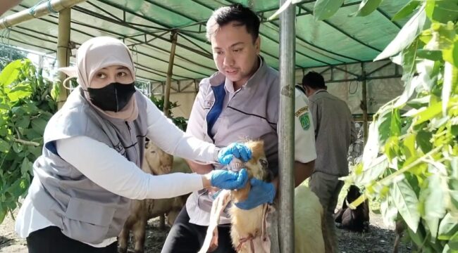 Petugas dari Disnak Keswan Kabupaten Pasuruan  sedang memeriksa hewan kurban. 

