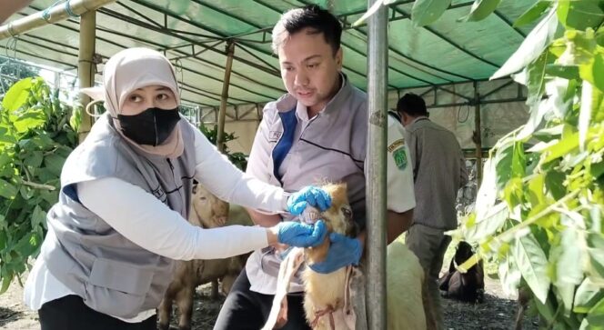 
					Petugas dari Disnak Keswan Kabupaten Pasuruan  sedang memeriksa hewan kurban. 
