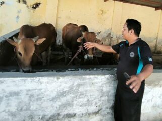 SIAP: Kepala UPT RPH Kota Probolinggo, Mochammad Effendi mengecek sapi yang akan dipotong untuk Idul Adha. (foto: Hafiz Rozani).