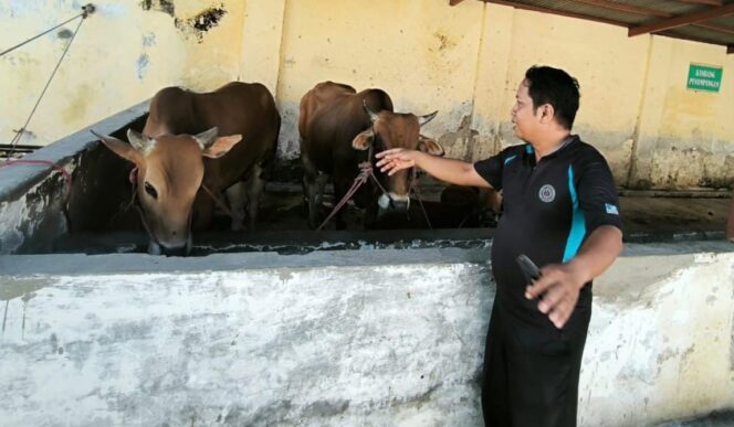 
					SIAP: Kepala UPT RPH Kota Probolinggo, Mochammad Effendi mengecek sapi yang akan dipotong untuk Idul Adha. (foto: Hafiz Rozani).