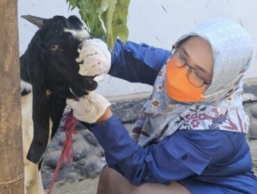 DIPERIKSA: Petugas kesehatan hewan Dinas Pertanian Kabupaten Probolinggo, sedang melakukan pengecekan ke salah satu ternak yang dijual pedagang. (foto: Ali Ya'lu)