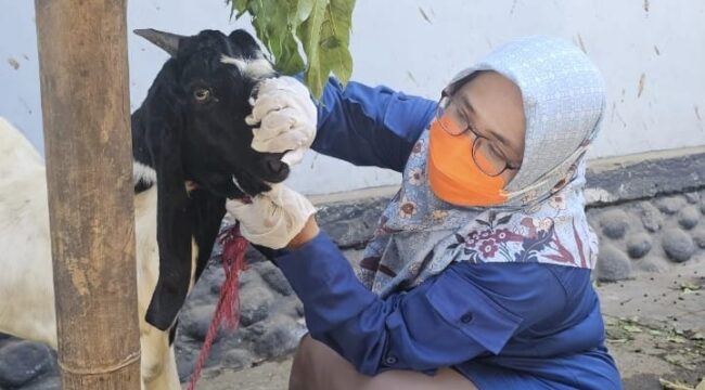 DIPERIKSA: Petugas kesehatan hewan Dinas Pertanian Kabupaten Probolinggo, sedang melakukan pengecekan ke salah satu ternak yang dijual pedagang. (foto: Ali Ya'lu)
