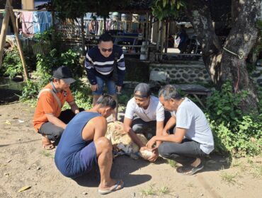 HEWAN KURBAN: Sejumlah warga di Kabupaten Probolinggo saat hendak memotong hewan kurban dalam rangka Idul Adha 1446 H. (foto: istimewa).