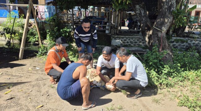 HEWAN KURBAN: Sejumlah warga di Kabupaten Probolinggo saat hendak memotong hewan kurban dalam rangka Idul Adha 1446 H. (foto: istimewa).