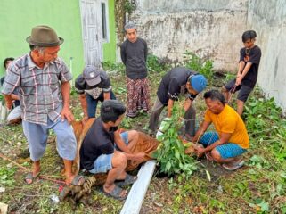 KURBAN: Proses pemotongan hewan kurban oleh warga di Kabupaten Probolinggo. (foto: Moch. Rochim).