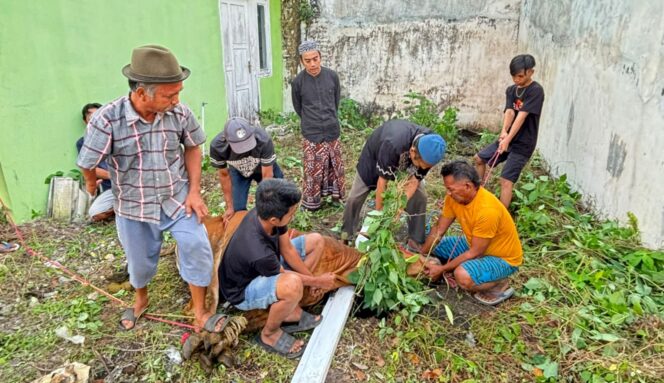
					KURBAN: Proses pemotongan hewan kurban oleh warga di Kabupaten Probolinggo. (foto: Moch. Rochim).
