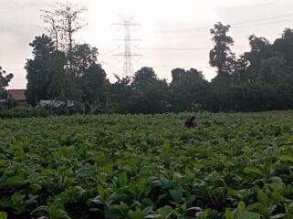 MELUAS: Salah satu titik area tanaman tembakau yang berada di Desa Sumurdalam, Kecamatan Besuk, Kabupaten Probolinggo. (foto: Ali Ya'lu).
