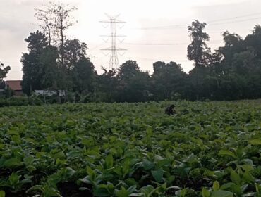 MELUAS: Salah satu titik area tanaman tembakau yang berada di Desa Sumurdalam, Kecamatan Besuk, Kabupaten Probolinggo. (foto: Ali Ya'lu).
