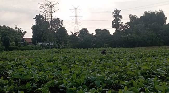 MELUAS: Salah satu titik area tanaman tembakau yang berada di Desa Sumurdalam, Kecamatan Besuk, Kabupaten Probolinggo. (foto: Ali Ya'lu).
