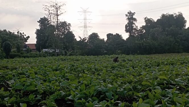 
					MELUAS: Salah satu titik area tanaman tembakau yang berada di Desa Sumurdalam, Kecamatan Besuk, Kabupaten Probolinggo. (foto: Ali Ya'lu).

