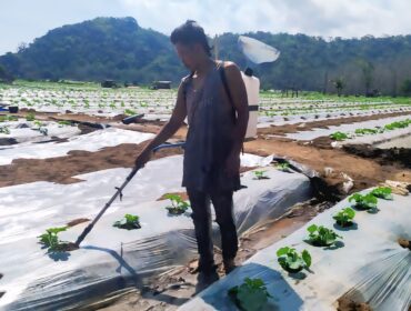 Petani semangka di Desa Sumberejo, Kecamatan Ambulu, Jember saat menyiram tanamannya. (Foto: M. Abd Rozaq Mubarok).
