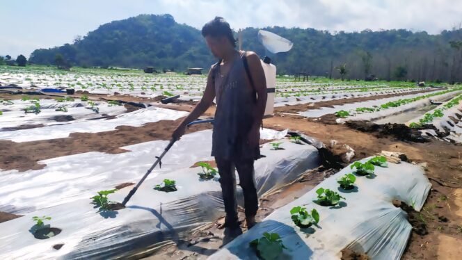 
					Petani semangka di Desa Sumberejo, Kecamatan Ambulu, Jember saat menyiram tanamannya. (Foto: M. Abd Rozaq Mubarok).
