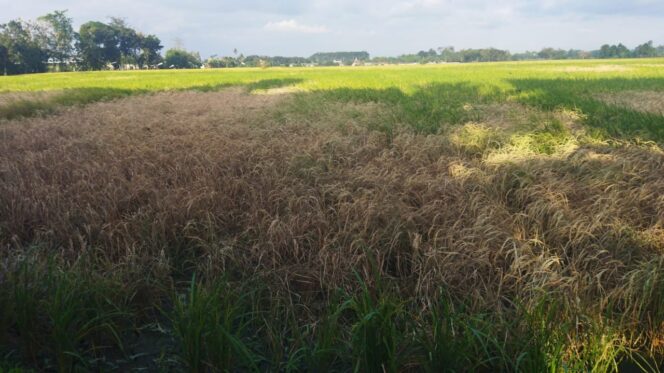 
					Di antara lahan padi milik petani di Lumajang yang diserang hama werang (Foto: Asmadi).