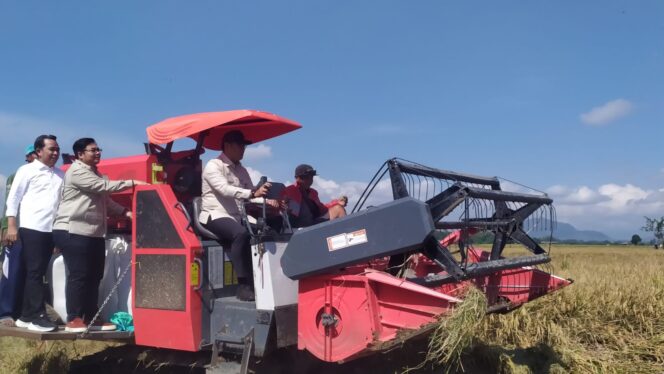 
					PANEN: Wakil Menteri Pertanian (Wamentan) Sudaryono, saat memanen padi menggunakan alat panen kombinasi (combine harvester) di Desa Sukamakmur, Kecamatan Ajung, Kabupaten Jember, Jumat (11/7/25) siang. (foto: M. Abd. Rozak Mubarok).
