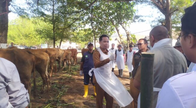 Bupati Jember, Muhammad Fawait saat meninjau langsung pemeriksaan Sapi di Kecamatan Ambulu, Jember, Senin, (28/7/25).  (Foto: M. Abd Rozaq Mubarok).
